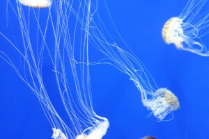 Blog+Image_Jellyfish